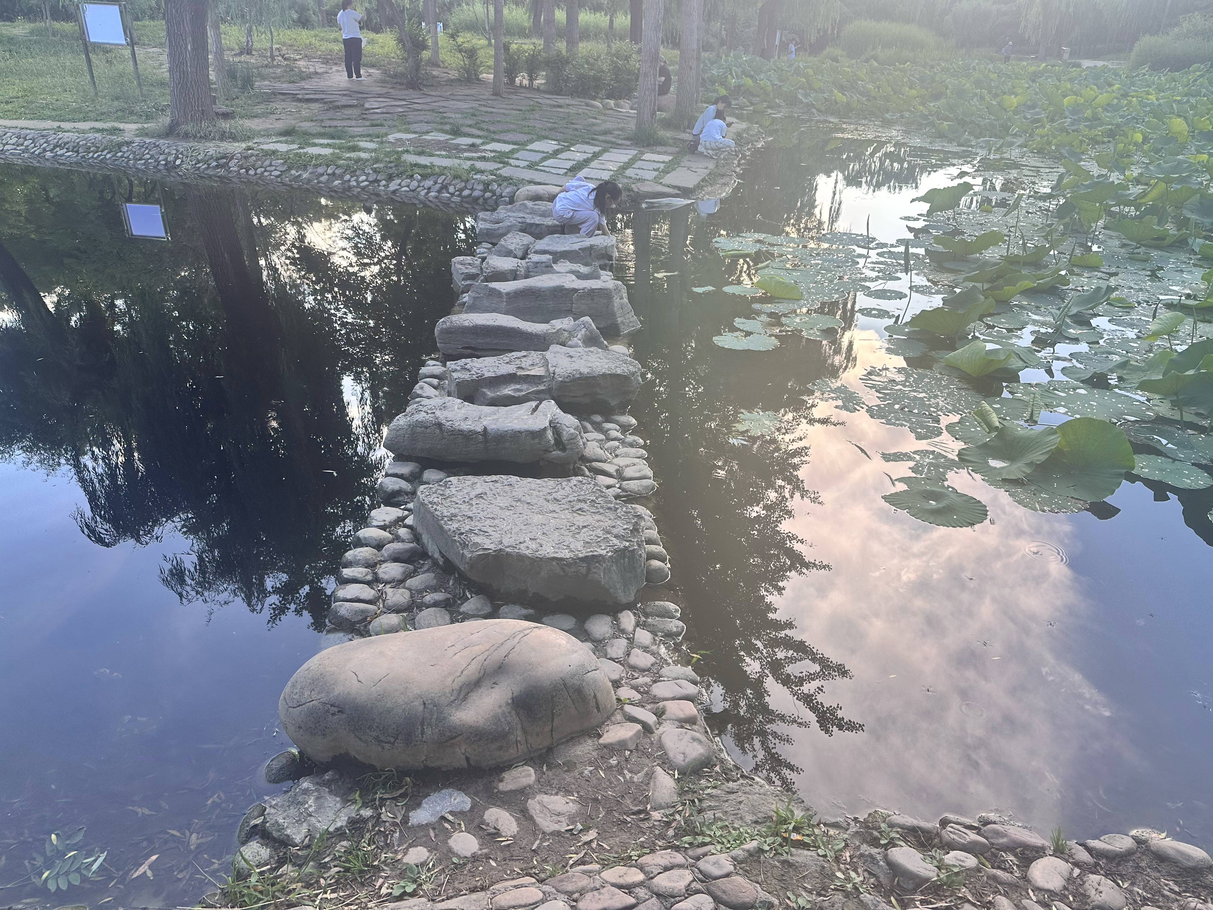 石家庄一对母女公园赏荷双双落水，带娃的大汉救起两人：“我一米八，能踩到水底。”